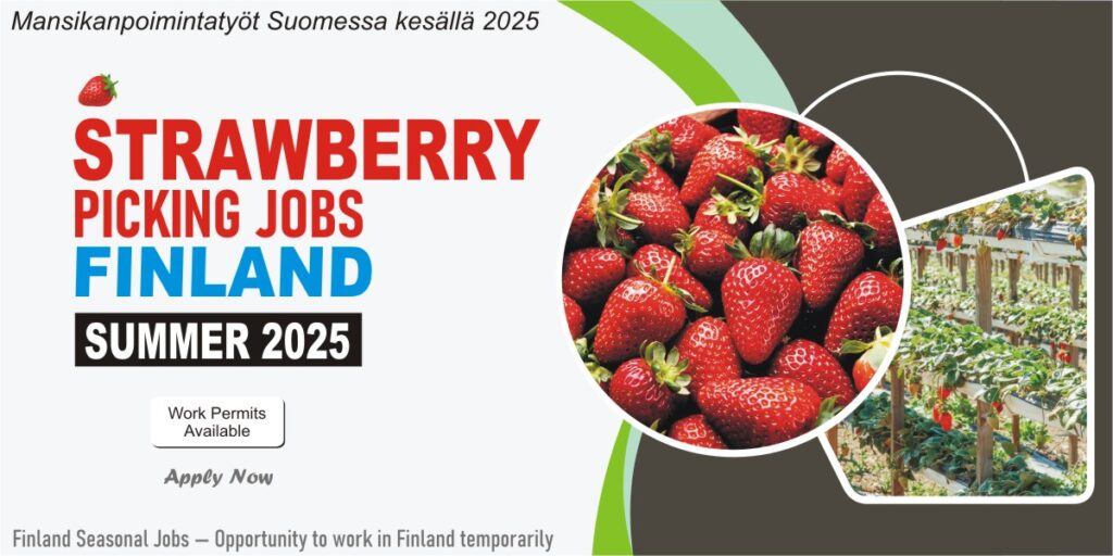 Seasonal Strawberry Picking Jobs in Finland for Summer 2025