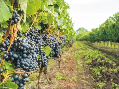GreenFields Croatia – Summer to Autumn 2025 1