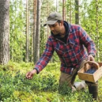 Finland’s New Decision for Berry Picking Visa 2026: What Applicants Must Know