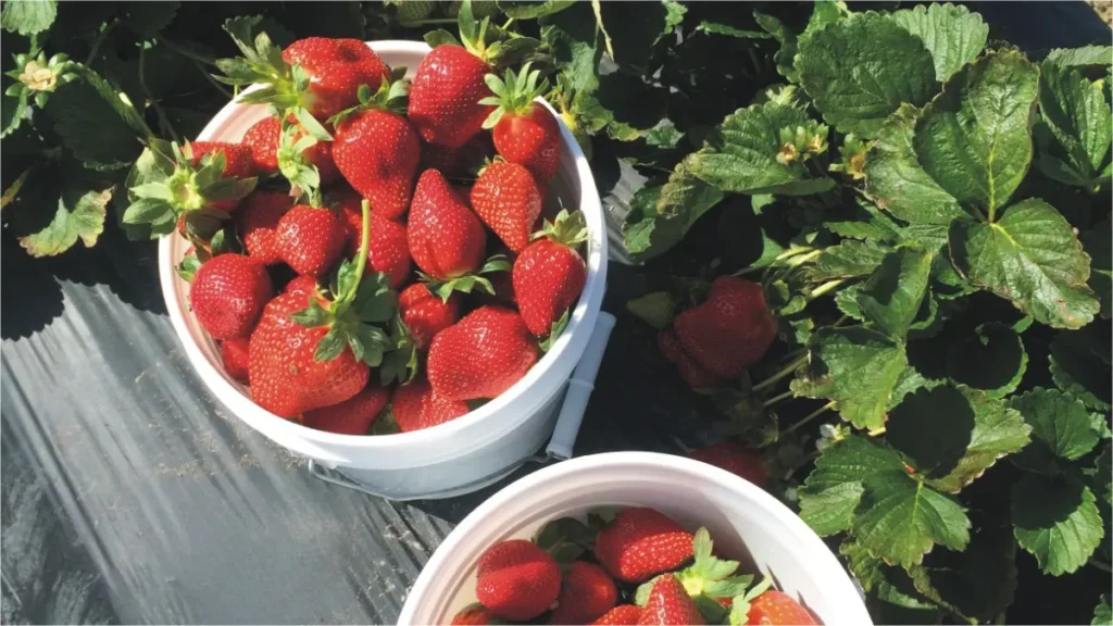 Strawberry Picking Jobs in Finland Summer 2026: 23 Companies Open Seasonal Hiring with 90-Day Permits 2 Strawberry Picking Jobs in Finland Summer 2026: 23 Companies Open Seasonal Hiring with 90-Day Permits