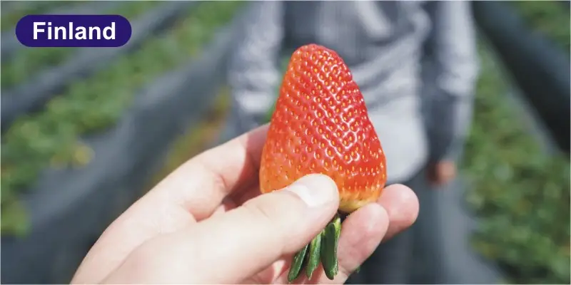 Finland Fruit Picking Jobs Immediate Hiring Event Finland Fruit Picking Jobs Immediate Hiring Event