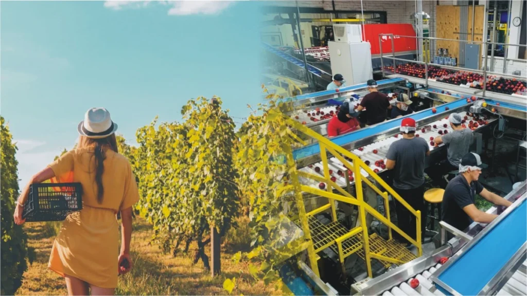 600 Autumn Jobs Just Opened in Europe Luxembourg Wine Harvest & Latvia Food Processing